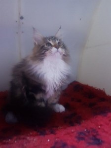 transport-pisici-maine coon 