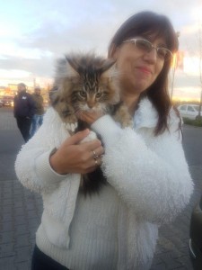 transport-pisici-maine coon (3) 