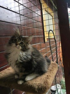 transport-pisici-maine coon (4) 