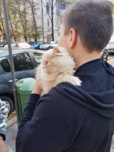 transport-pisici-persiana 