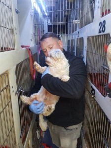 transport-animale-bichon