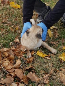 transport-animale-pug