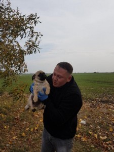 transport-animale-pug (2)