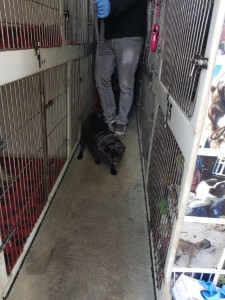 transport-animale-pug (4)
