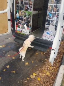 transport-caini-bichon