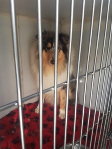 transport-caini-collie