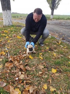 transport-caini-pug