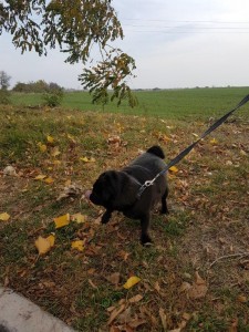 transport-caini-pug (2)