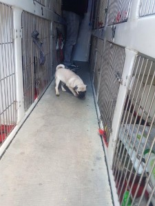 transport-caini-pug (4)
