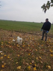 transport-catei-bichon