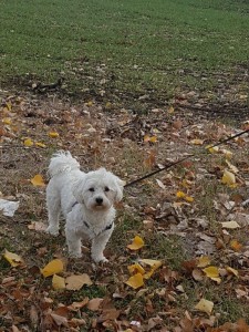 transport-catei-bichon (2)