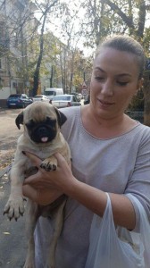 transport-catei-pug 