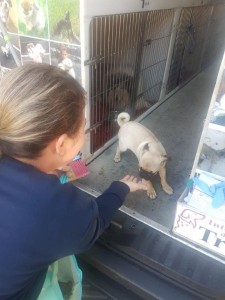 transport-catei-pug (3) 