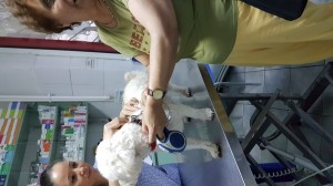 5-transport-bichon-29-iunie-2016-uk