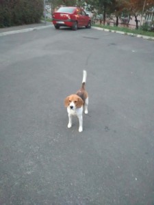 transport-beagle-uk-septembrie-2015      