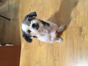 transport-bichon-uk-septembrie-2015        