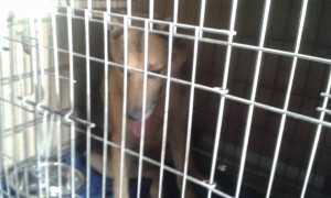 transport-catel-anglia-2015-iulie