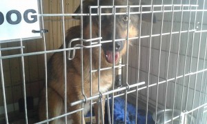 transport-catel-uk-iulie-2015