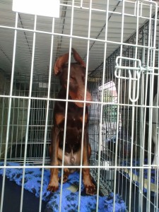 transport-doberman-anglia-septembrie-2015            