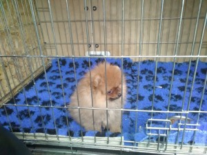 transport-germania-septembrie-pomeranian-2015              