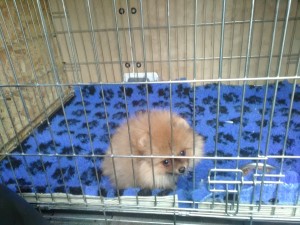 transport-pomeranian-septembrie-germania-2015               