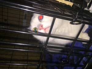 IMG_4512     