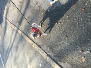 IMG_4632     