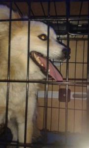 transport-pomeranian-anglia-august-2015