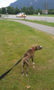 transport-dog-germania-iulie-2015