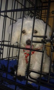 transport-iulie-bichon-germania-2015