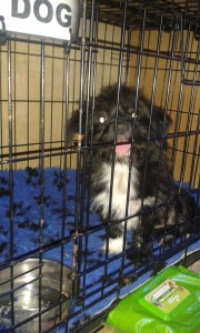 transport-shihtzu-uk-iulie-2015