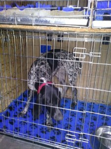 transport-brac-german-octombrie-germania-2015