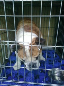 transport-buldog-englez-octombrie-2015