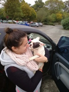 transport-buldog-francez-2015-octombrie-anglia