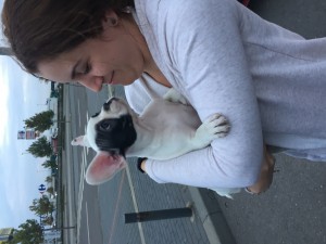 transport-buldog-francez-octombrie-anglia-2015