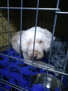 transport-caine-2015-octombrie-anglia