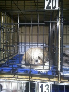 transport-caine-octombrie-anglia-2015