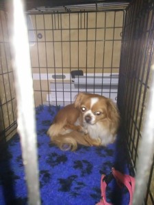 transport-caine-octombrie-uk-2015