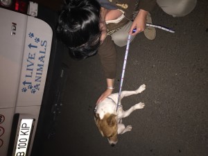 transport-caine-romania-octombrie-2015