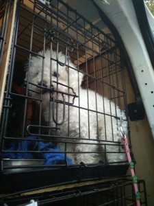 transport-caine-uk-octombrie-2015