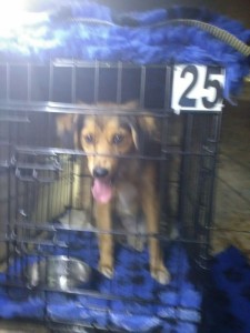 transport-catel-octombrie-2015-uk