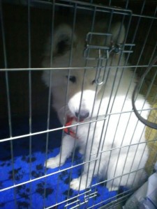 transport-catel-octombrie-uk-2015