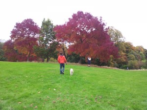 transport-catel-wiena-octombrie-2015