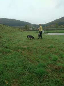 transport-germania-2015-octombrie-catel