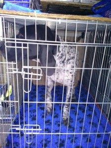 transport-germania-brac-german-octombrie-2015