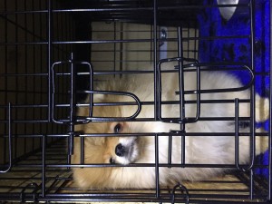 transport-germania-pomeranian-octombrie-2015