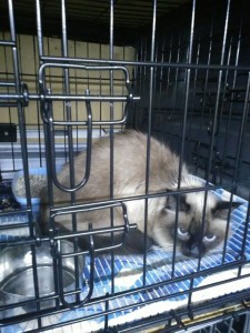 transport-pisica-octombrie-uk-2015