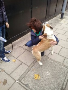 transport-uk-buldog-englez-octombrie-2015