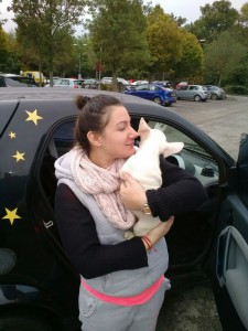 transport-uk-buldog-francez-2015