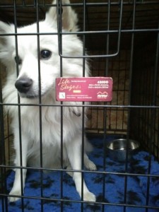 transport-uk-caine-2015-octombrie